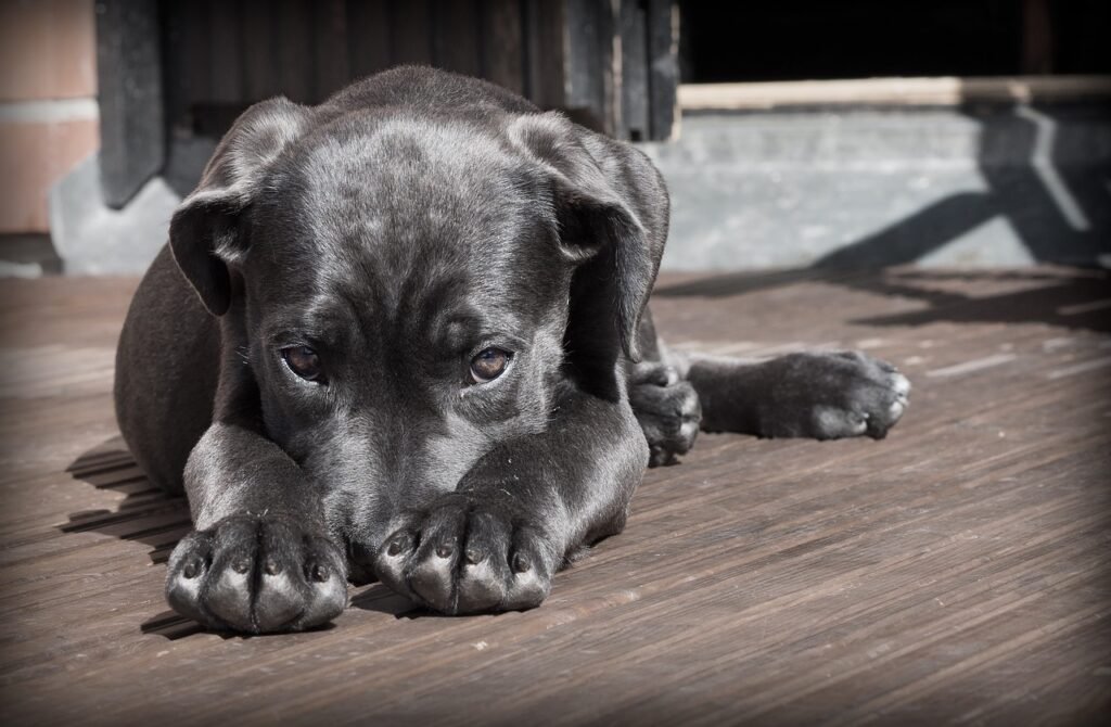 can dogs be autistic?