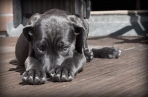 can dogs be autistic?