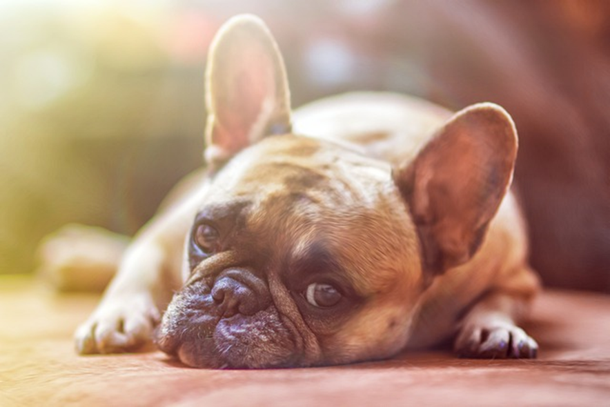dog giving side eye