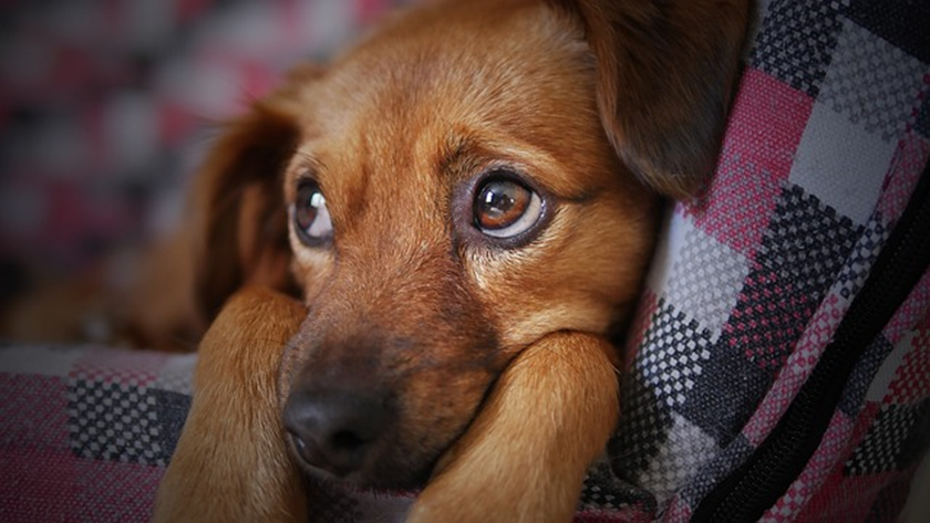 Dog giving side eye