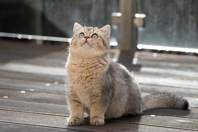 Short British Cat