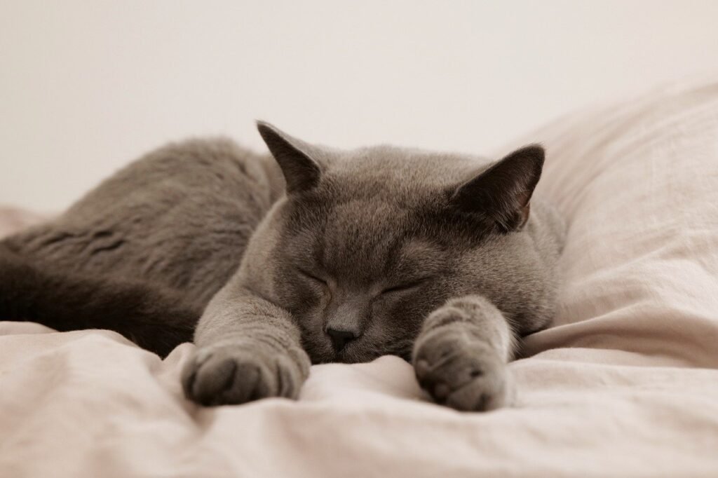 Short British Cat