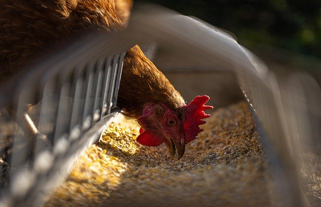 Chicken Feeder