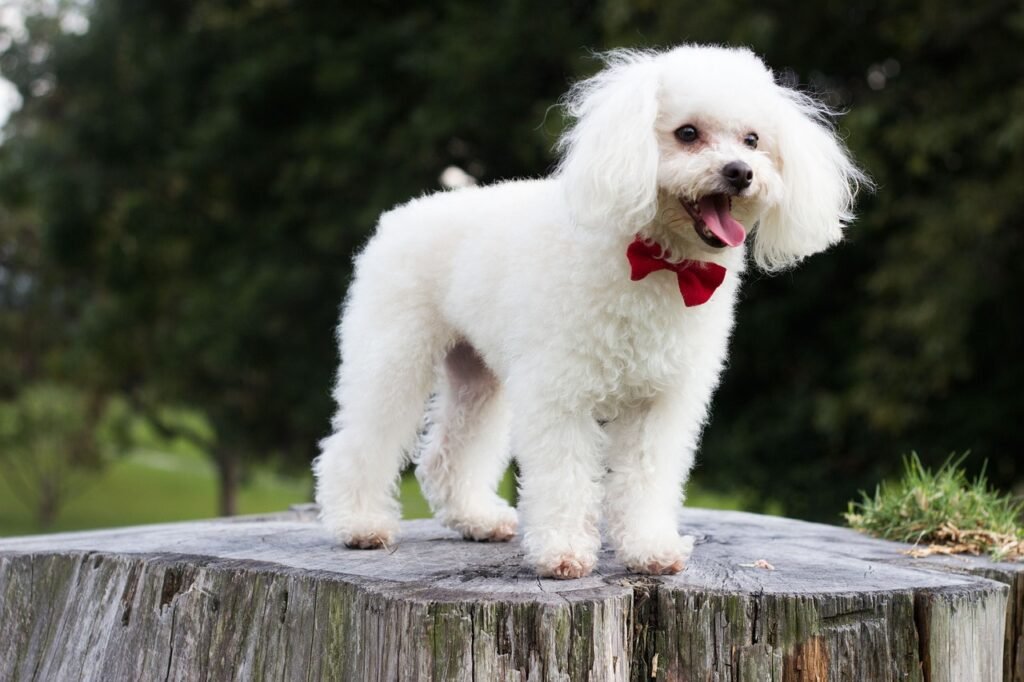 toy poodle