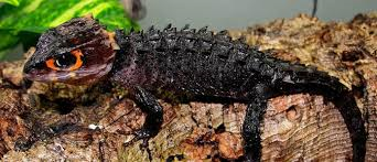 Crocodile Skink